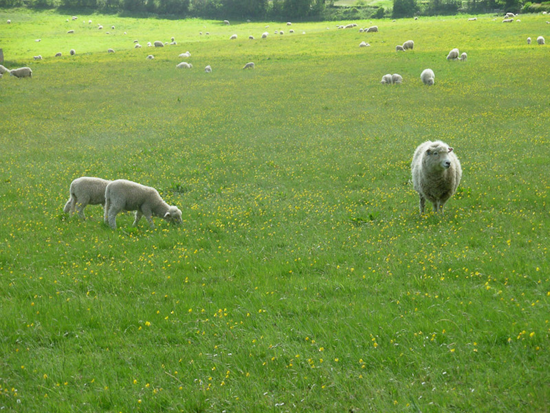 Peaceful meadow near Lower Slaughter